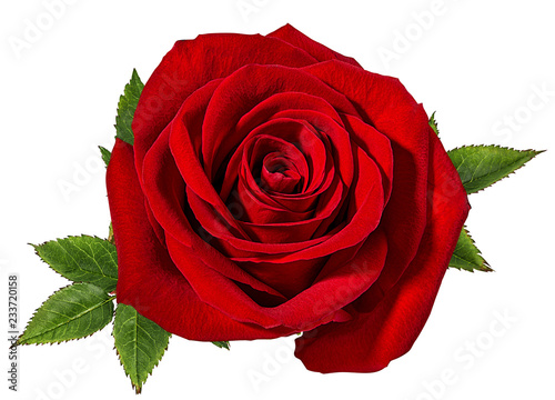 Fototapeta Naklejka Na Ścianę i Meble -  Fresh beautiful rose isolated on white background with clipping path