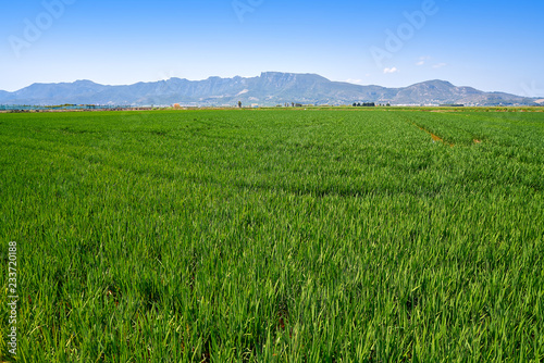 Rice fields in Valencia at Corbera Sierra