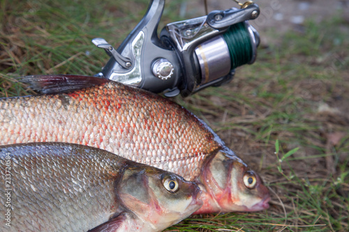 Successful fishing - two big freshwater bream fish and fishing rod with reel on natural background..