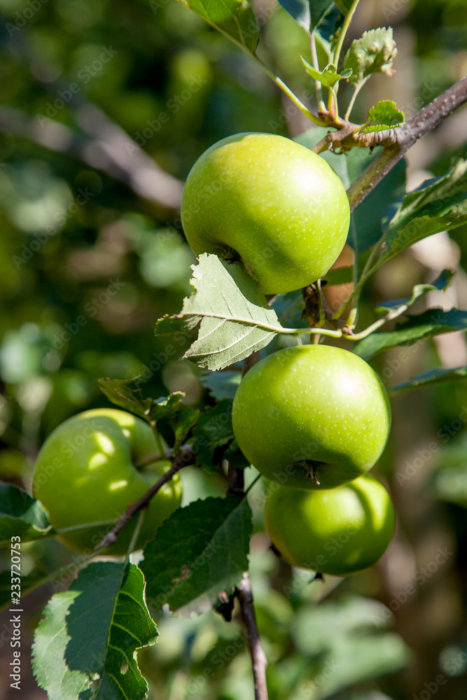 Shiny delicious apples hanging from tree branch in an apple orchard..