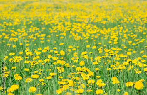 Meadow covered with bright yellow dandelions (Taraxacum officinale) beautiful yellow and green background. Sea of dandelions.