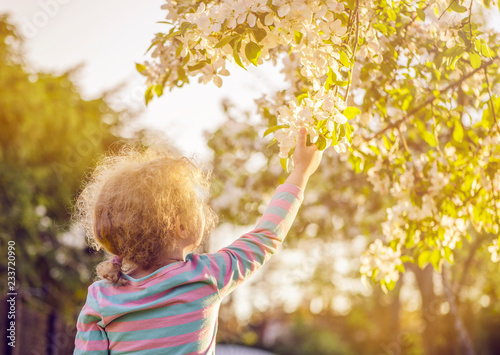 Tableau sur toile Selective focus on young blonde curly hair girl reaching out to a beautiful apple tree blossoms in spring outdoors, hope concept