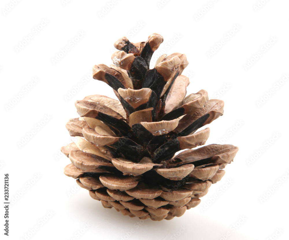 Close Up Of Pine Cone On White Background Close Up Of Pine Cone On White Background