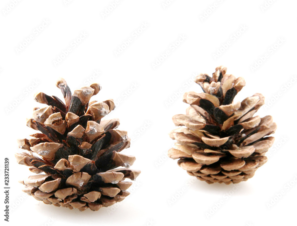 Close Up Of Pine Cone On White Background Close Up Of Pine Cone On White Background