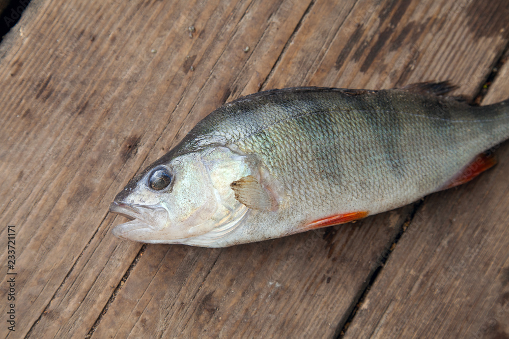 Trophy fishing. Big freshwater perch on wooden background.. Trophy fishing. Big freshwater perch on wooden background..