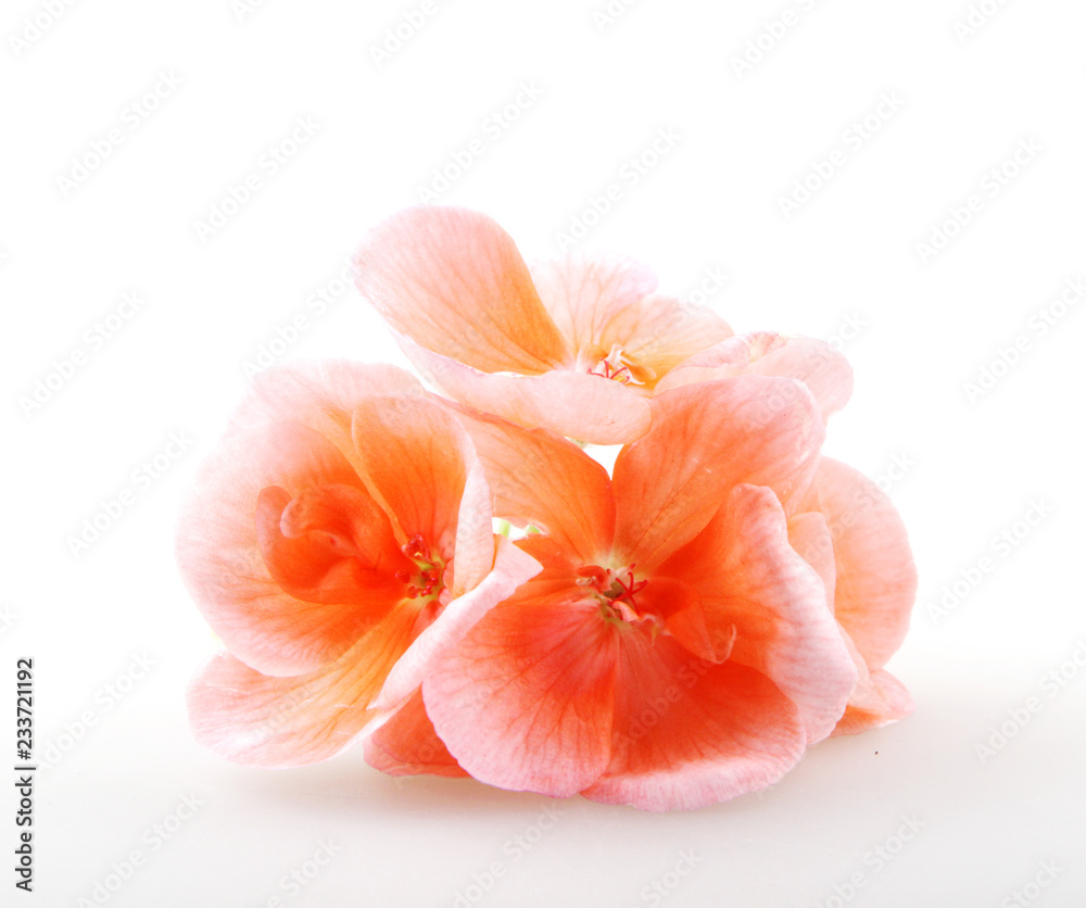 Geranium Pelargonium Flowers Isolated On White Geranium Pelargonium Flowers Isolated On White