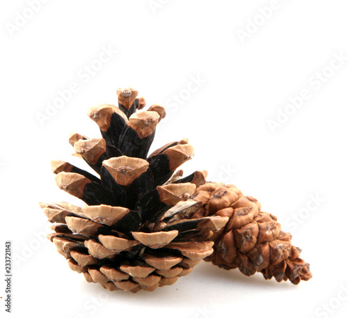 Close Up Of Pine Cone On White Background