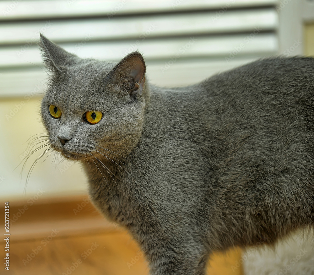 gray yellow-eyed british cat
