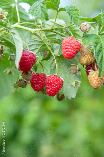 Ripe and unripe raspberry in fruit garden. Growing natural bush of raspberry. Branch of raspberry in sunlight..