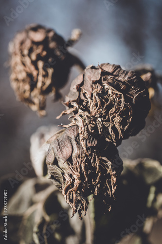 Fototapeta Naklejka Na Ścianę i Meble -  Wilted sunflower flowers. Autumn harvest in the fields
