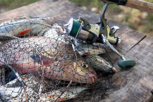 Trophy fishing. Freshwater bream fish and silver bream in landing net with fishery catch in it and fishing rod with reel..