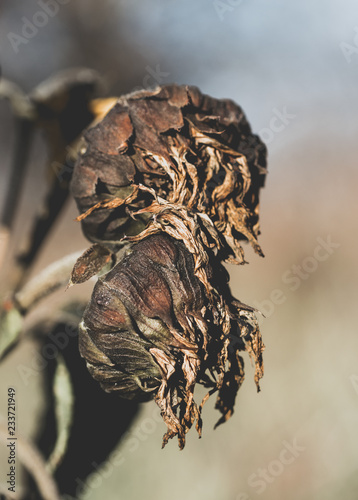 Fototapeta Naklejka Na Ścianę i Meble -  Wilted sunflower flowers. Autumn harvest in the fields