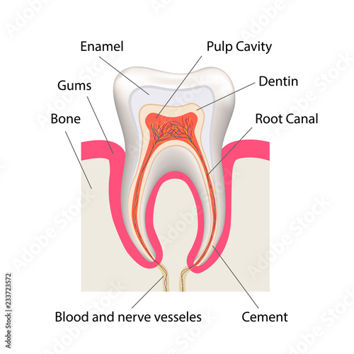 Detailed human tooth anatomy infographic chart isolated on white