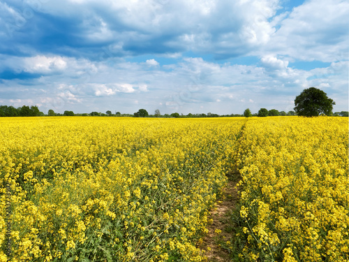 Field with beautiful flowering yellow plants. Countryside