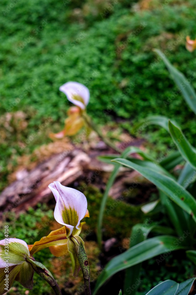 Obraz premium Paphiopedilum(slipper orchid) in the garden