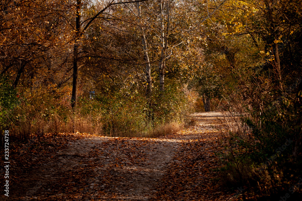 Obraz premium autumn in the forest