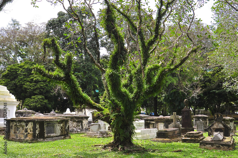 Large old tree in a cemetery.