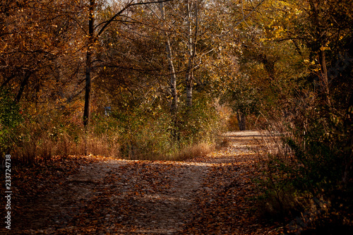 autumn in the forest