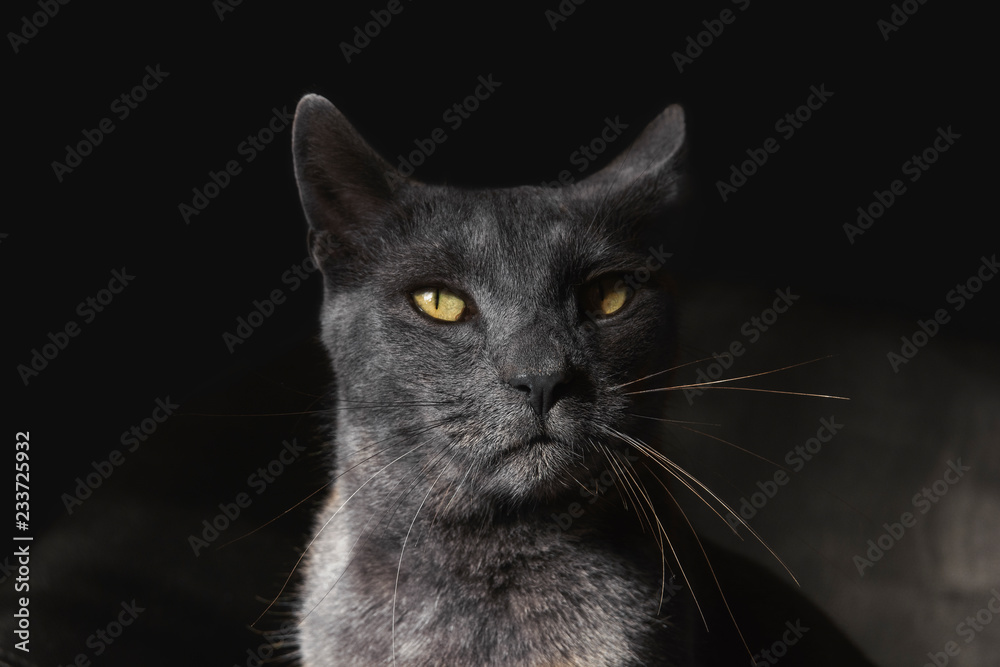 cat portre isolated Black