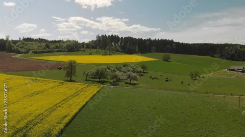 Aerial view of blooming Rapeseed Fields at a sunny Day