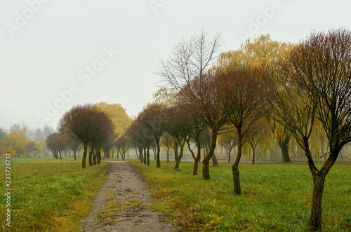 Footpath in a forest park on a background of trees with fallen leaves. November bare trees in the forest