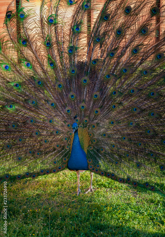 Obraz premium Great peacock with feathers out. (Pavo Cristatus)