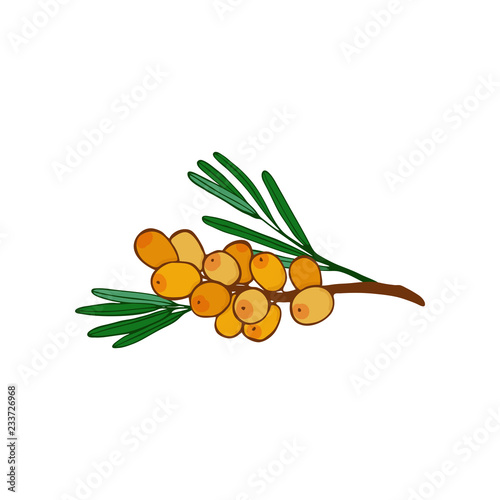 sea buckthorn branch and a cluster. leaves and berries