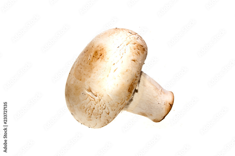 mushrooms isolated on white background mushrooms isolated on white background