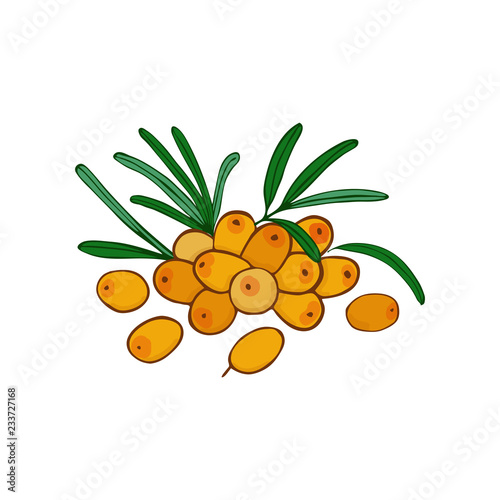 sea buckthorn branch and a cluster. leaves and berries