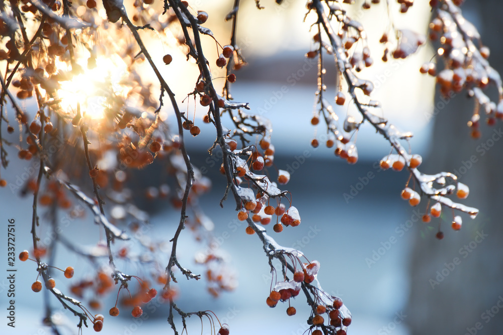 Red berries in the ice and sparkling festive bokeh. The mood of the winter holidays.
