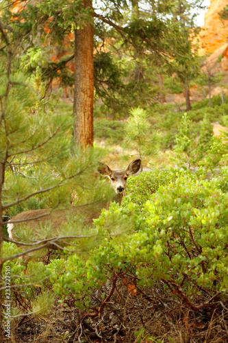 Mule deer in Bryce Canyon national park, Utah, USA © GSM