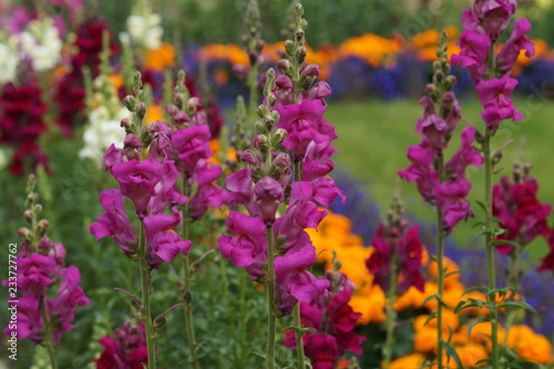 Snapdragon - Antirrhinum