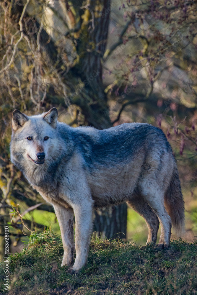 Fototapeta premium Wolf (Canis lupus), also known as the gray wolf, timber wolf, western wolf