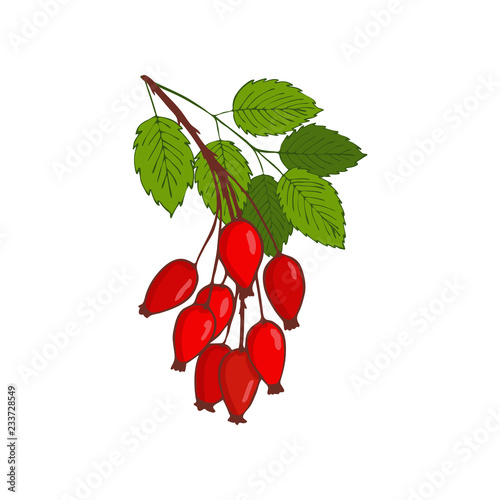 bunch of hip rose or rosehip. twig with berries and leaves