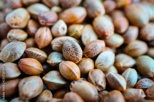 Cannabis seeds background. Marijuana grains, herbal treatment product macro view.