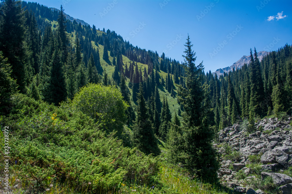 Forest in mountains