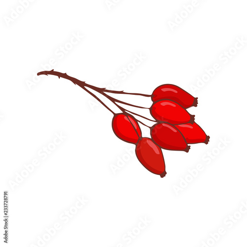 bunch of hip rose or rosehip. Isolated twig with red berries