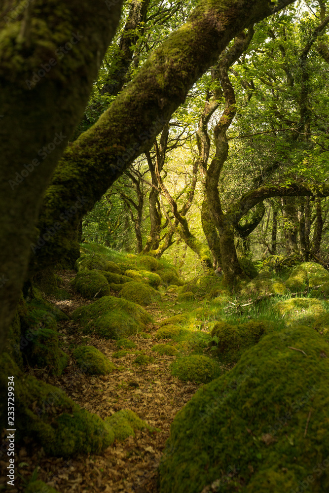 Fototapeta The Ancient Woods Of Tŷ Canol National Nature Reserve