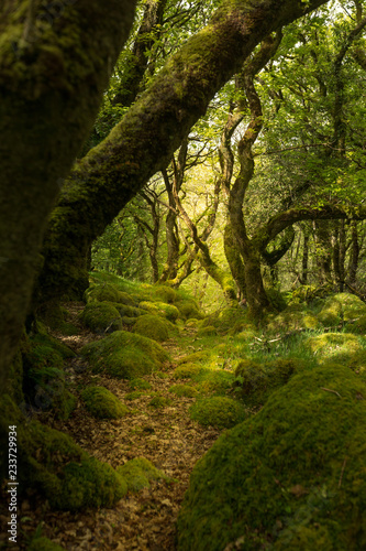 The Ancient Woods Of Tŷ Canol National Nature Reserve © johnp33