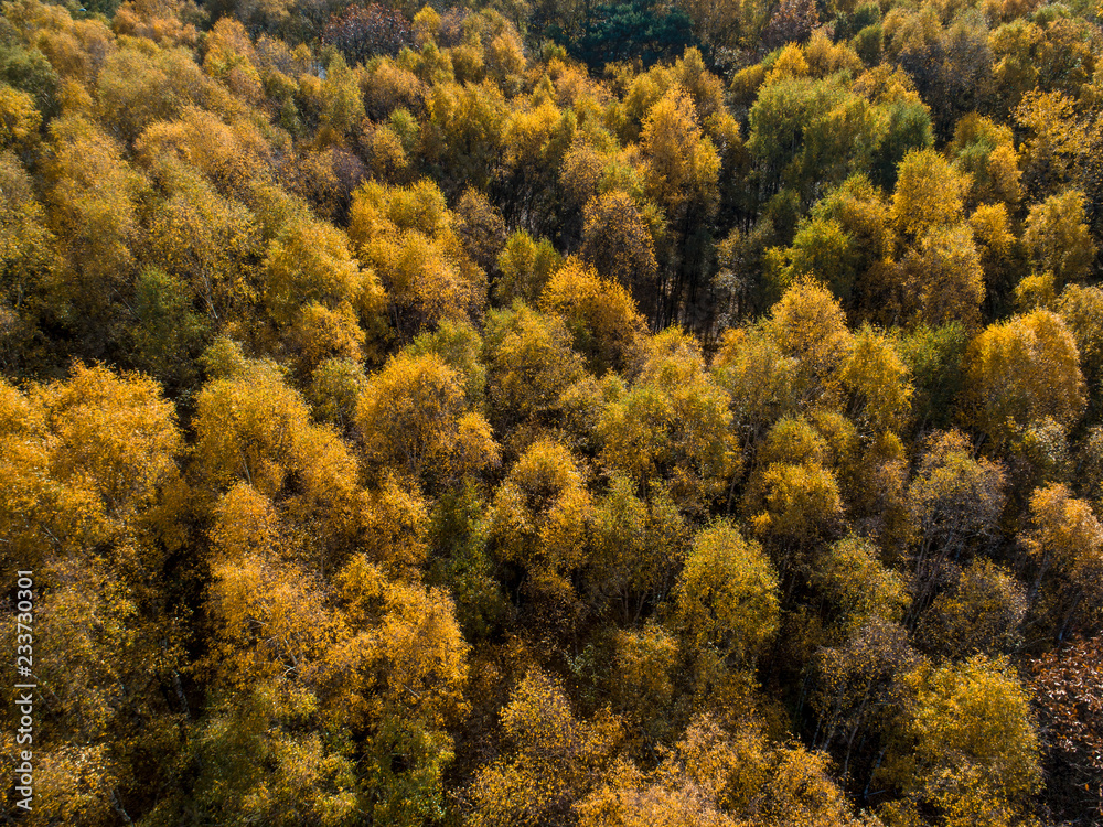Aerial View of Autumn Trees Aerial View of Autumn Trees
