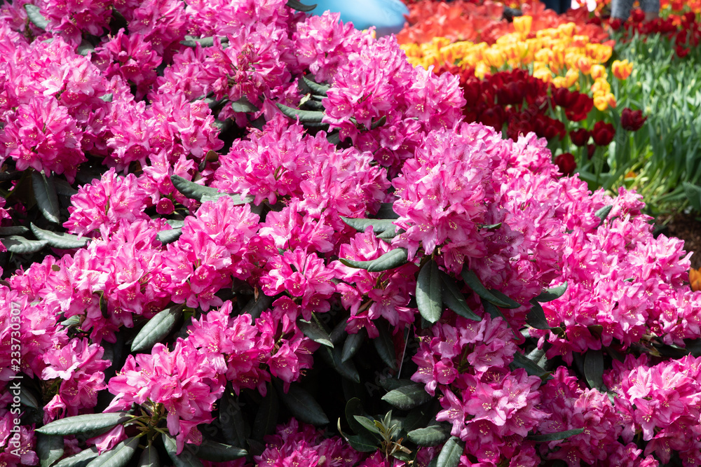 Gardens by the bay Singapore Gardens by the bay Singapore