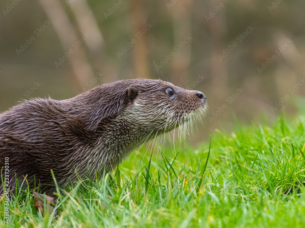 Close up of Eurasian otter (Lutra lutra) on a grass bank Close up of Eurasian otter (Lutra lutra) on a grass bank
