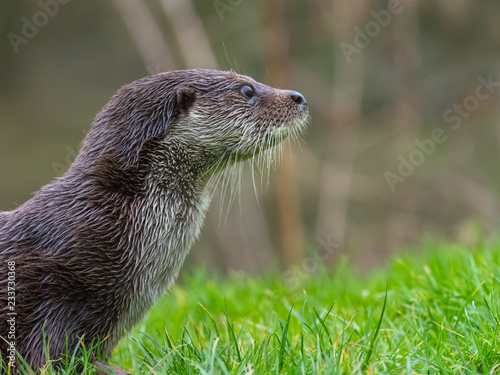 Close up of Eurasian otter (Lutra lutra) on a grass bank