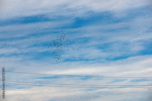 stado gołębi na tle zachmurzonego błękitnego nieba