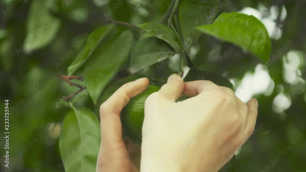 Female hand picking ripe lime from the tree. Female hand picking ripe lime from the tree.