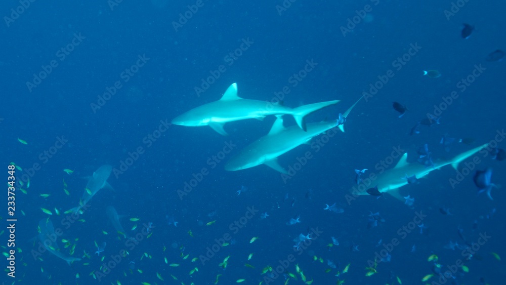 Naklejka premium Around.Travel Maldives 2018