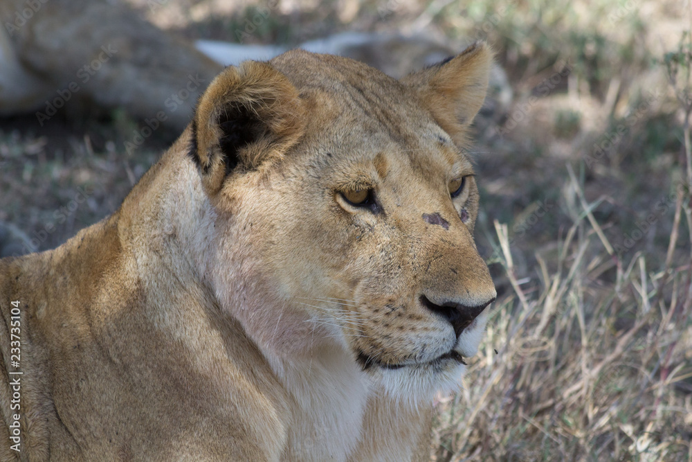 Close up of lioness in Tanzania Close up of lioness in Tanzania
