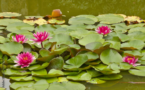 Lotus Flower in pond