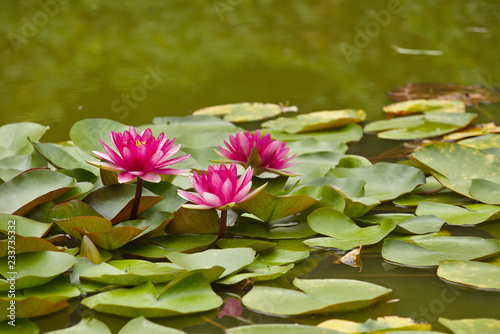 Lotus Flower in pond