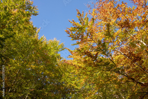 The tops of the trees in the golden autumn foliage against a bright blue sky. Litochoro. Greece